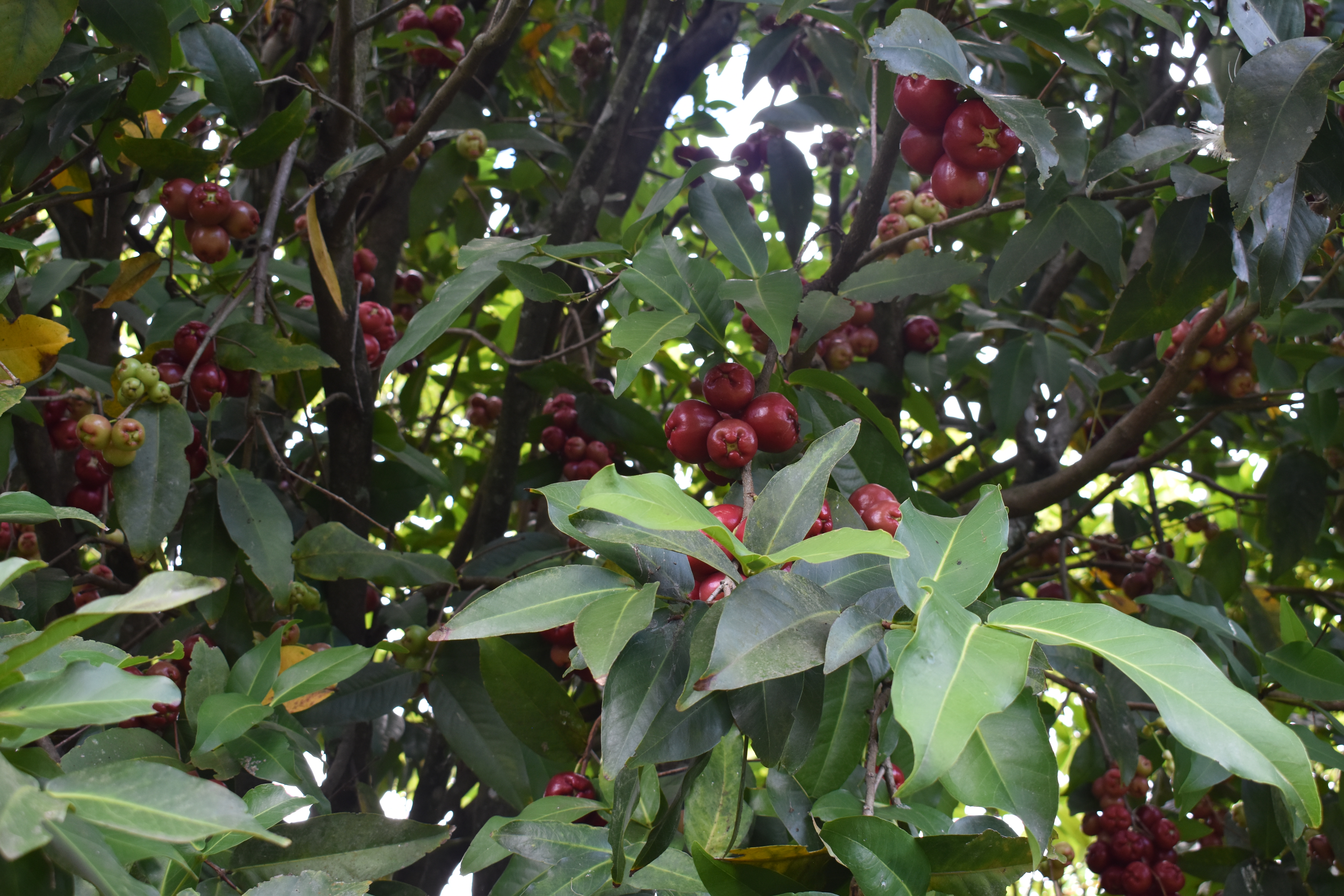 Photo 9 - jambu.JPG